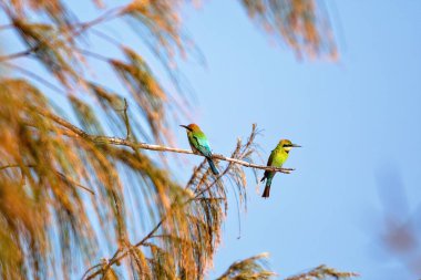 Ağaca tünemiş iki arı yiyici.