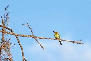 Dalda tünemiş bir arı yiyici.