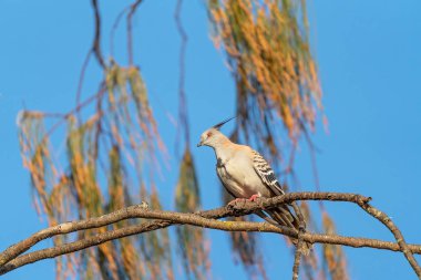 Bir dalda oturan ibikli güvercin