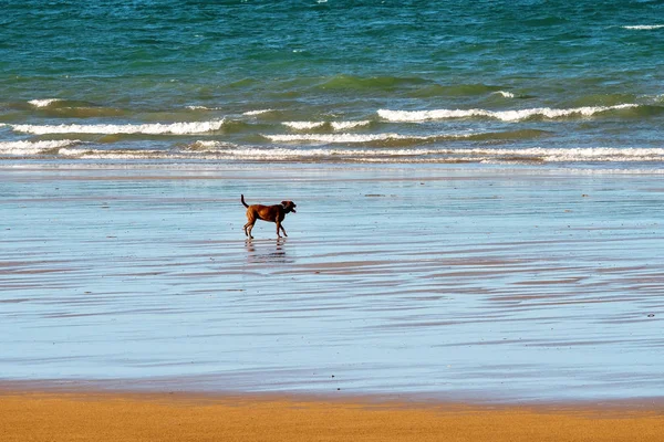 Kumsalda yürüyüşe çıkmış evcil bir köpek. — Stok fotoğraf