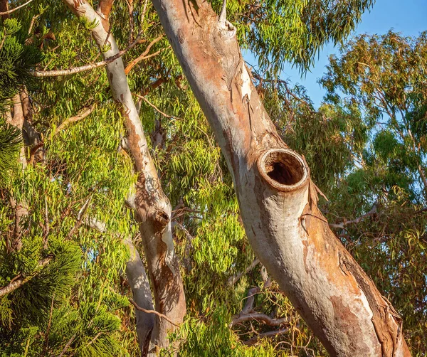 Ptačí hnízdo v kmeni stromu — Stock fotografie
