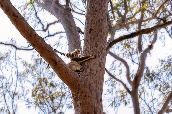 Australská Koala seděla ve stromě — Stock fotografie