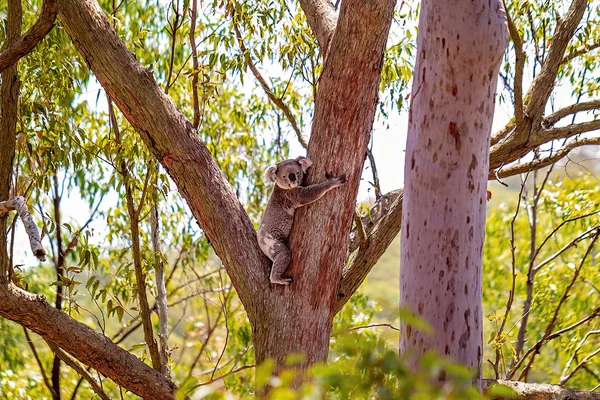 Koala australiano che abbraccia un albero di gomma — Foto Stock