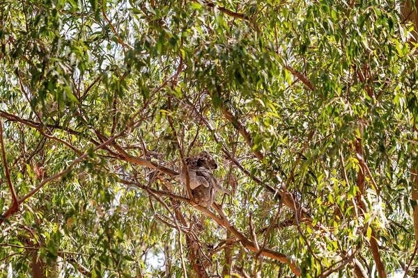 Australian Koala sentada em uma árvore com um Joey de costas — Fotografia de Stock