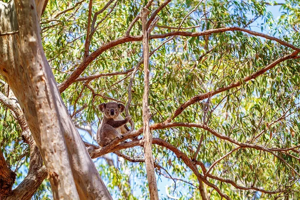 Australijska Koala siedzi w drzewie — Zdjęcie stockowe