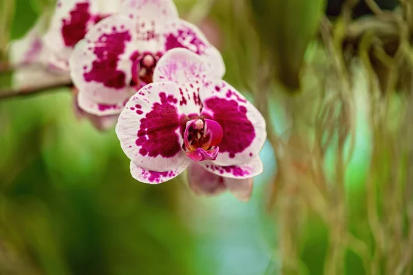 Červená a růžová orchidej s úmyslně rozmazaným pozadím — Stock fotografie