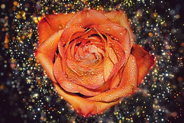 Közelkép Egy Narancs Rózsa Borított Vízcseppek Körülvéve Csillogó Fények — Stock Fotó