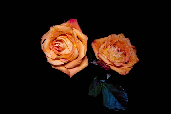 Dvě Žluté Růže Černém Pozadí — Stock fotografie