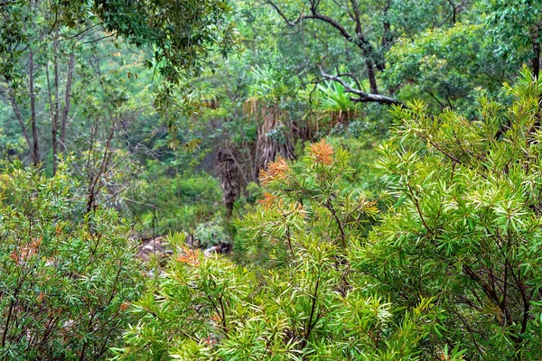 Vegetação Arbusto Australiano Uma Tarde Chuvosa Inverno — Fotografia de Stock