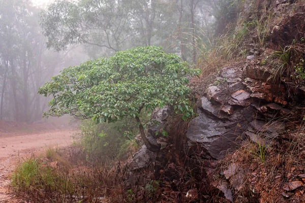 雨が降ると熱帯雨林の岩の山の側面の風景や植生がぼやけてしまいます — ストック写真