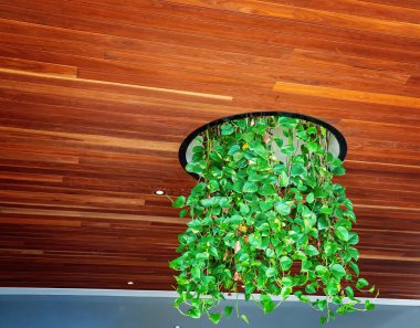 Kereste tavanından baş aşağı büyüyen yemyeşil sarmaşık