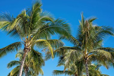 Parlak bir yaz gününde açık mavi gökyüzüne uzanan palmiye ağaçları.