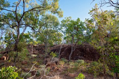Queensland 'ın kuzeyindeki bir Avustralya ulusal parkında büyük volkanik kayalar.