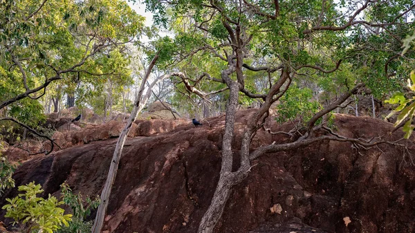 两只乌鸦站在澳大利亚一个内陆旅游公园的灌木丛中的火山岩上 — 图库照片