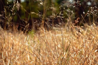 Kasıtlı olarak bulanık kahverengi çimen arkaplanı ve ışık bacaları
