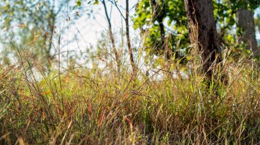Kasıtlı olarak bulanık kahverengi çimen arka planda ışık bacaları ve ötesinde mavi bir gökyüzü ile