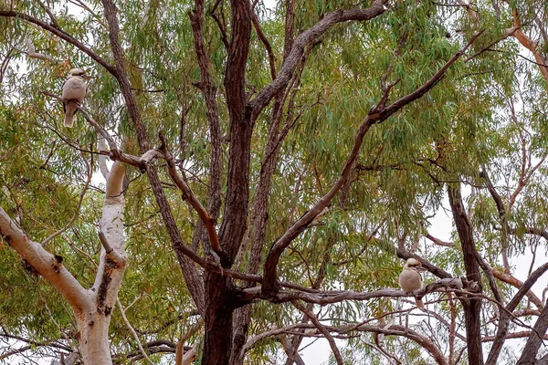 在澳大利亚的一个内陆旅游胜地 树胶中的两只科克布拉正在观望着 等待着从灌木丛早餐中偷取食物 — 图库照片