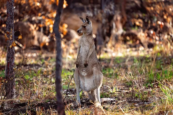 Australský Klokan Stojící Zadních Nohách Rozhlížející Křoví — Stock fotografie