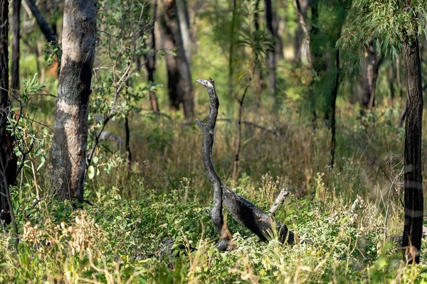 Pau Forma Pássaro Alto Arbusto Australiano — Fotografia de Stock