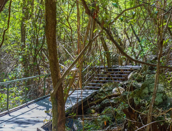 Stairway to Lava tubes ecosystem in Undara National Park outback Australia guided archway tour