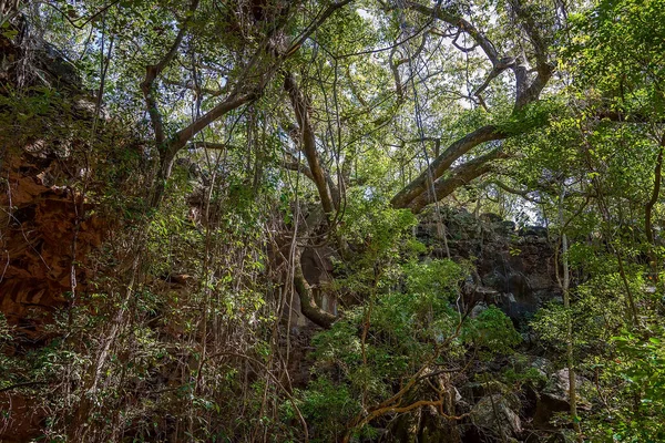 ウンダラ国立公園の溶岩チューブ生態系アウトバックオーストラリアガイド付きアーチツアー — ストック写真