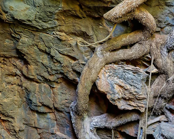 Экосистема Лавовых Труб Ундара Национальный Парк Outback Австралия Направляемые Арки — стоковое фото