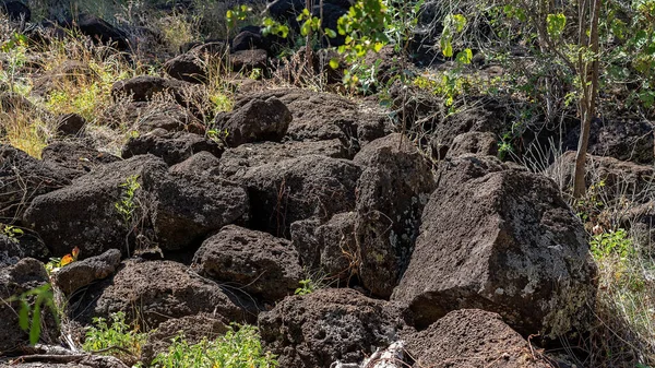 Écosystème Tubes Lave Dans Arrière Pays Australien Parc National Undara — Photo