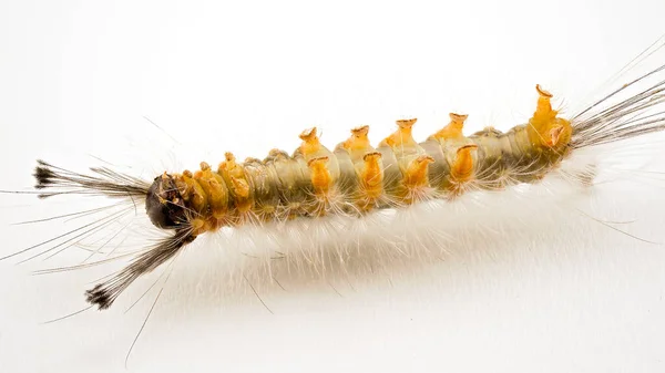 Ondersteboven Staande Rups Van Tussock Moth Macro Close Een Witte — Stockfoto