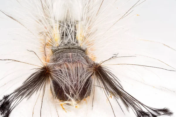 Rups Van Tussock Moth Extreme Macro Close Een Witte Achtergrond — Stockfoto