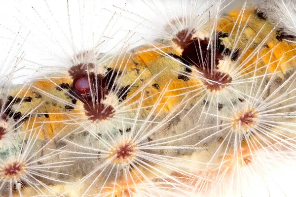 Macro Extremo Piel Los Pelos Oruga Polilla Tussock Muestran Secreción — Foto de Stock