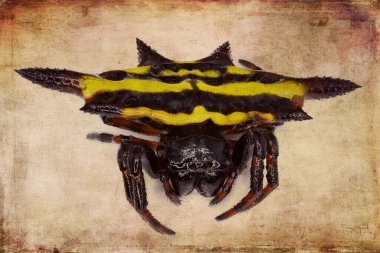 Künt Omurgalı Uçurtma Örümceği dokulu bir arka planda