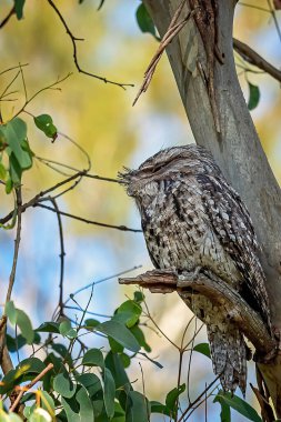Kurbağa ağızlı baykuş ormandaki bir ağaçta oturuyor.