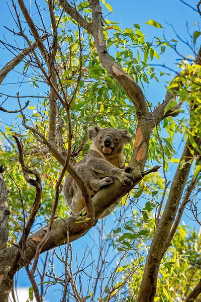 Australijska Koala Siedząca Gałęzi Drzewa Dziąseł Patrzącego Ludzi Poniżej — Zdjęcie stockowe