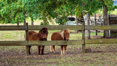 Bahçelerinin çitlerinden bakan iki minyatür at.
