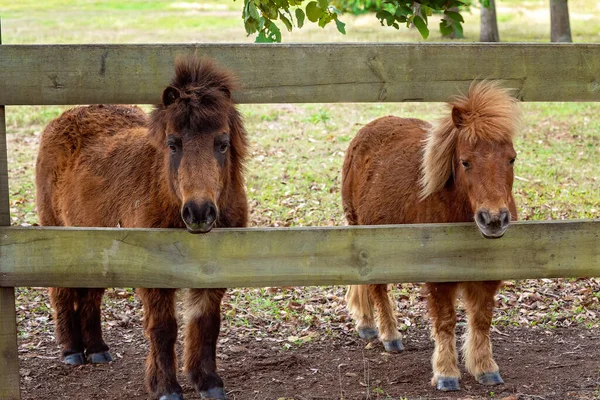 两只微型马穿过自家院子的篱笆往外看 — 图库照片