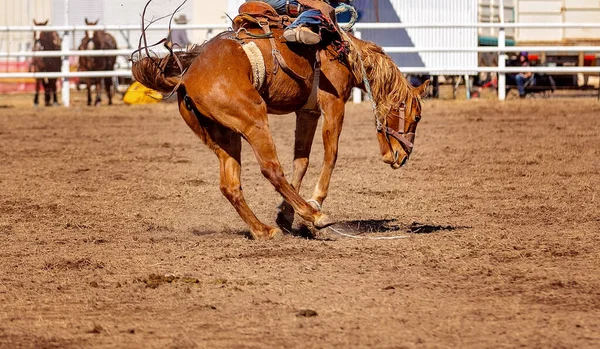 Kovboj Jezdí Vzpírá Bronk Koně Venkově Rodeo — Stock fotografie