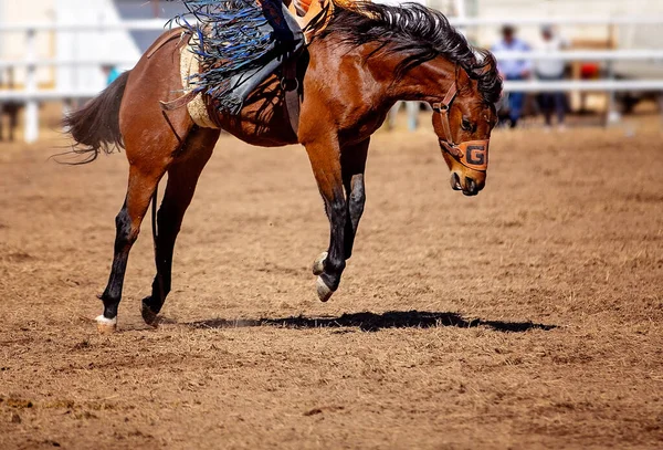 Cowboy Rides Bucking Bronc Horse Country Rodeo — Stock Photo, Image