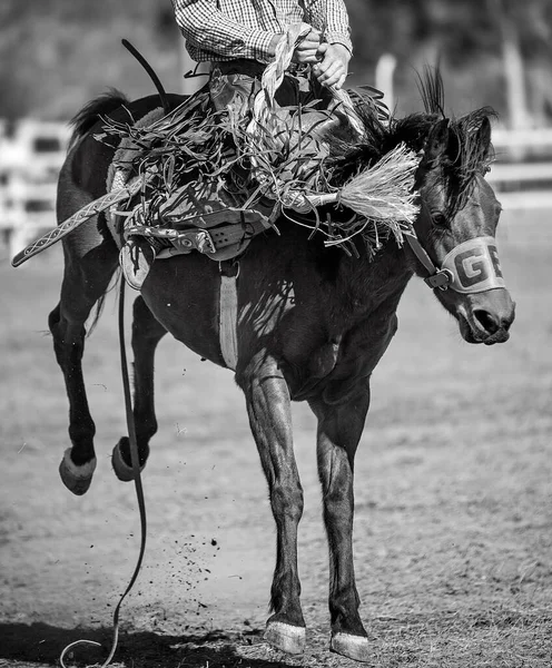 Kowboj Rywalizujący Siodle Bronc Event Rodeo Country — Zdjęcie stockowe