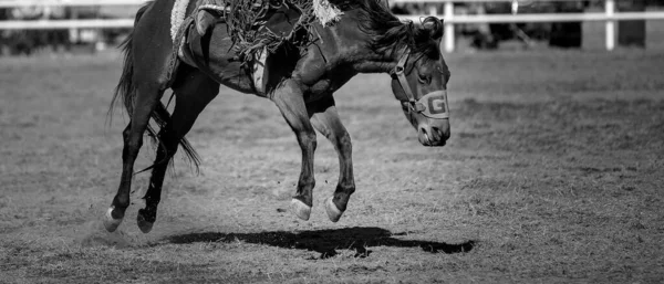 Cowboy Lovagol Bucking Bronc Country Rodeó — Stock Fotó