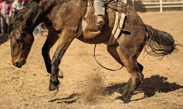 Kowboj Jeżdżący Koniu Brązu Wiejskim Rodeo — Zdjęcie stockowe