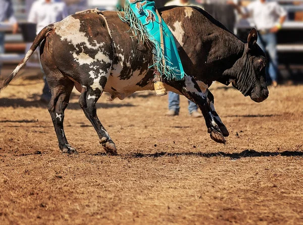 Cowboy Tävlar Tjurridning Ett Land Rodeo — Stockfoto