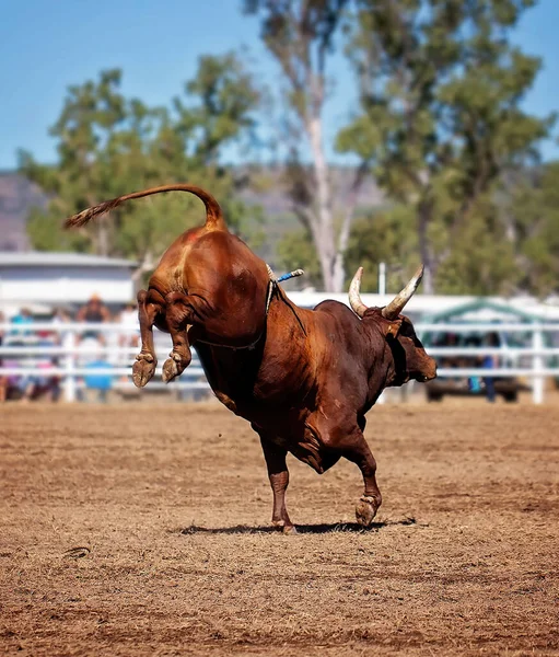 Egy Bika Lerázta Cowboylovasát Egy Ausztrál Vidéki Rodeón — Stock Fotó