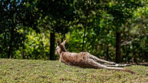 Australijski Kangur Rozciągnięty Trawie Leniwie Cieszący Się Słońcem — Zdjęcie stockowe