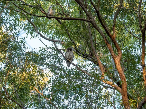 三只强壮的猫头鹰栖息在森林中树叶间的树枝上 — 图库照片