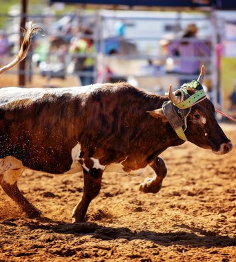 Buzağı kementle kement atma yarışmasında bir rodeoda kovboylar tarafından kement atıldı.