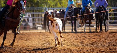 Buzağı kementle kement atma yarışmasında bir rodeoda kovboylar tarafından kement atıldı.
