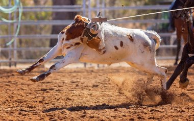 Buzağı kementle kement atma yarışmasında bir rodeoda kovboylar tarafından kement atıldı.