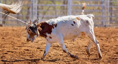 Buzağı kementle kement atma yarışmasında bir rodeoda kovboylar tarafından kement atıldı.