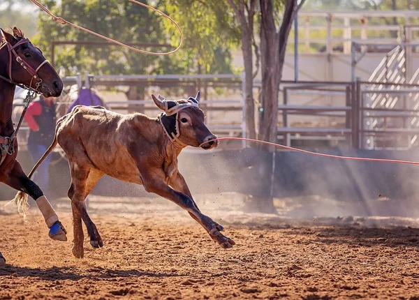 Kalf Wordt Door Cowboys Een Country Rodeo Een Team Kalvertouwen — Stockfoto