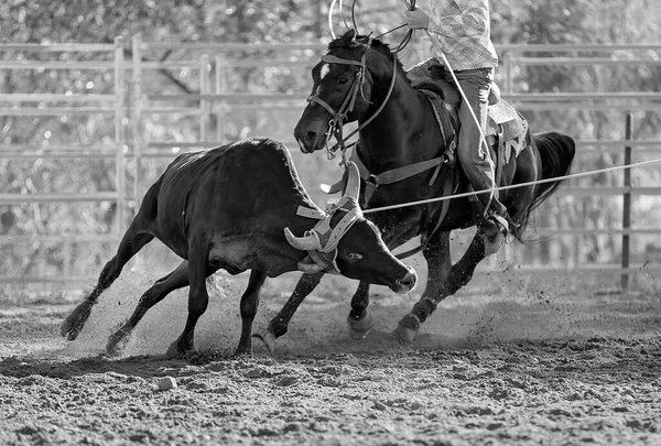 Bezerro Sendo Lassoado Evento Cordas Bezerro Equipe Por Vaqueiros Rodeio — Fotografia de Stock